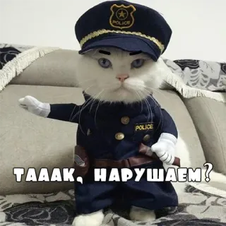 👮‍♂️ ТАААК, НАРУШАЕМ? кот, полиция, офицер, смешной, мем, животное telegram sticker