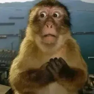 😨 monkey, shocked, surprised, scared, animal, meme, reaction telegram sticker
