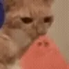 🍉