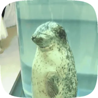 🦭 foka, zwierzę, słodki, dzikie zwierzęta, zwierzę morskie telegram sticker