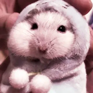 🤏 hamster, rodent, animal, cute, hoodie, pet telegram sticker