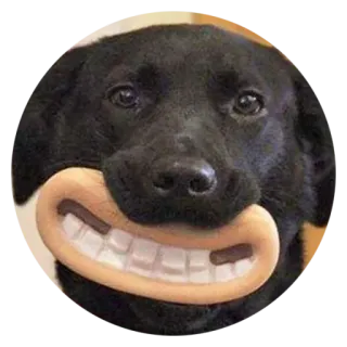 😄 犬, 動物, ペット, 笑顔, 面白い, 黒ラブラドール telegram sticker