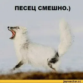 😔 arctic fox ПЕСЕЦ СМЕШНО.) whatsapp sticker