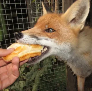 🦊 whatsapp sticker