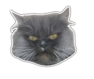 😡 Katze, Tier, Haustier, süß, Katzenartig, grau, wütend whatsapp sticker