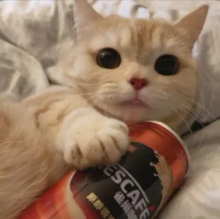 😻 原味臻选 gato, fofo, gatinho, animal de estimação, Nescafe, café telegram sticker