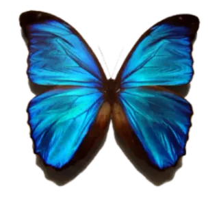 🐝 butterfly, blue, insect, nature, wings, pretty whatsapp sticker