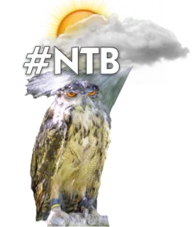 🐦 #NTB сова, птица, погода, облако, солнце telegram sticker
