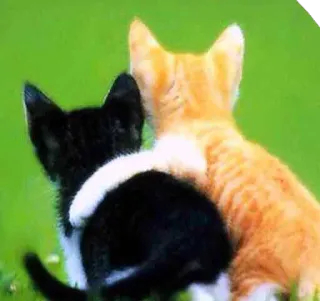 🤗 gato, gatinho, amizade, animais, fofo, carinho whatsapp sticker