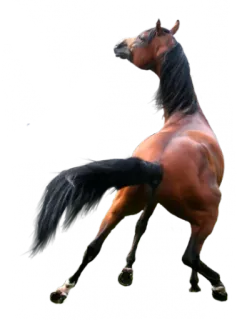 👎 животное, лошадь, млекопитающее, лошадиный telegram sticker