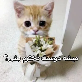 🥹 میشه دوست دخترم بشی؟ gatto, gattino, fiori, carino, animale, animale domestico telegram sticker