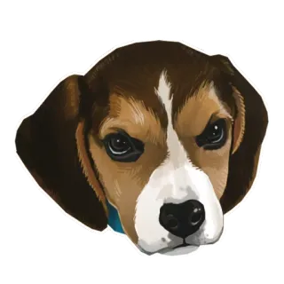 🐶 chó, beagle, động vật, thú cưng, chân dung, dễ thương, thuần hóa telegram sticker
