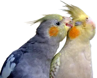 😘 birds, cockatiels, animals, pets, love, affection, pair telegram sticker