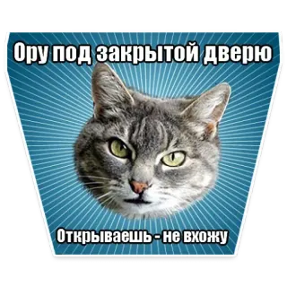 😉 Ору под закрытой дверью Открываешь - не вхожу gato, gracioso, meme, animal, mascota, humor telegram sticker