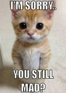 🙀 I'M SORRY.. YOU STILL MAD? cat, kitten, sorry, cute, apology, meme telegram sticker