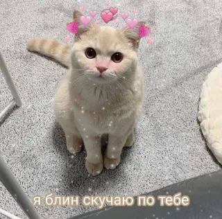 😢 Я блин скучаю по тебе gatto, carino, cuori, mi manchi, russo, animale telegram sticker