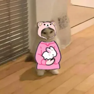 🍋 gatto, carino, animale, kawaii, rosa, orso, coniglio, adesivo whatsapp sticker