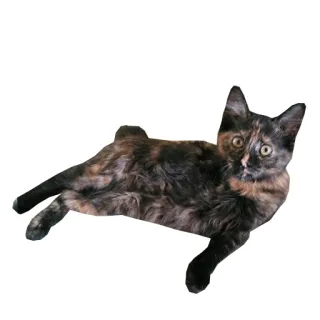 😏 kot, kot szylkretowy, zwierzę domowe, zwierzę, zwierzę domowe, kotowate telegram sticker