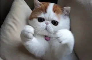 ❤ cat, cute, animal, pet, exotic shorthair telegram sticker
