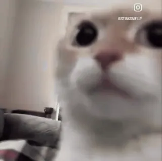 🙂 @STINKSMELLY Katze, Tier, Meme, Lustig, Haustier, Haustier whatsapp sticker
