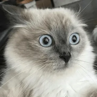 😦 cat, surprised, shocked, blue eyes, pet, animal, scared telegram sticker