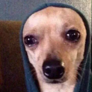 🐕 cachorro, chihuahua, moletom com capuz, meme, triste, animal telegram sticker