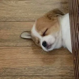 🌸 perro, cachorro, dormir, lindo, mascota telegram sticker