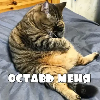 😒 ОСТАВЬ МЕНЯ кот, грустный, русский, оставь меня telegram sticker