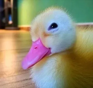 🌟 patito, pájaro, lindo, amarillo, animal, bebé pato telegram sticker