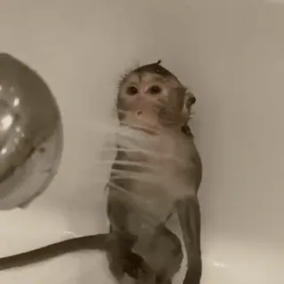 🤩 monkey, bath, shower, animal, cute, primate whatsapp sticker