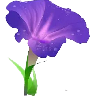 🌷 flor, roxo, planta, floral, natureza, florescer, pétala, flor telegram sticker