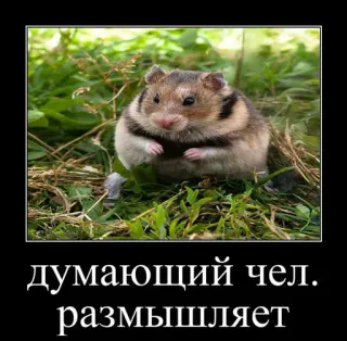 🐹 думающий чел. размышляет hamster, pensif, russe, mème, animal whatsapp sticker