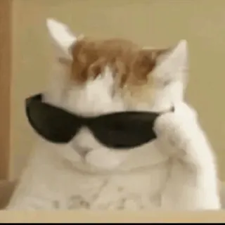 😎 kat, zonnebril, cool, dier, huisdier whatsapp sticker