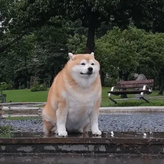 😟 Doge telegram sticker