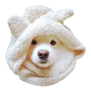 🛁 犬, 動物, 可愛い, フード, ペット telegram sticker