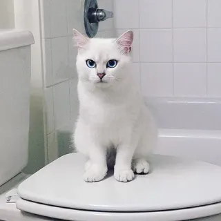 😡 gato, gato branco, olhos azuis, banheiro, vaso sanitário, animal, animal de estimação telegram sticker