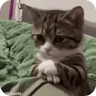 😌 kucing, imut, hewan, hewan peliharaan, anak kucing, lucu, menggemaskan telegram sticker