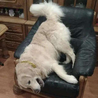 🙃 Hund, Golden Retriever, Stuhl, Haustier, Tier, Haustier, Möbel, süß telegram sticker