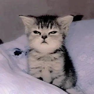 🥺 mèo, mèo con, dễ thương, động vật, thú cưng, mèo telegram sticker