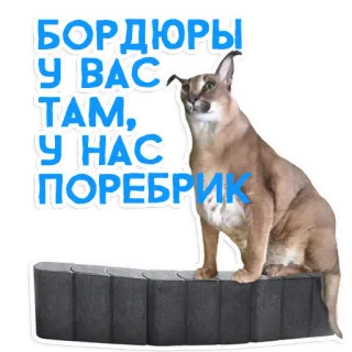 📏 БОРДЮРЫ У ВАС ТАМ, У НАС ПОРЕБРИК karakal, floppa, kot, mem, śmieszne, zwierzę telegram sticker