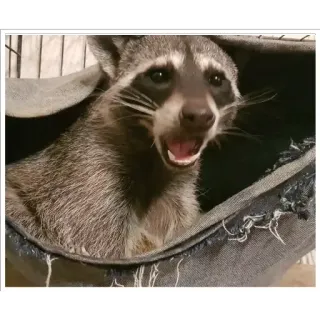 😮 Waschbär, Tier, Säugetier, Wildtier, süß, Haustier telegram sticker