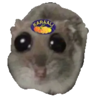🍊 sugar glider KARAALI sugar glider, animal, cute, meme, funny, karaali, rodent telegram sticker