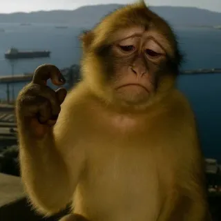 ☹️ Barbary macaque monkey, sad, macaque, pensive, animal, thoughtful, nature telegram sticker