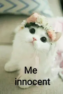 😇 Me innocent 猫, 無邪気, 子猫, かわいい, 花, ペット telegram sticker