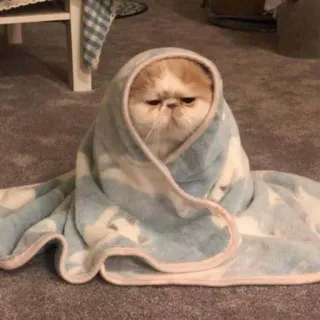 😴 kot, koc, słodki, zwierzę, zwierzę domowe, wewnątrz, zwierzę domowe, zabawny telegram sticker