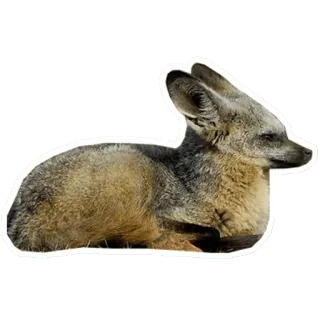 🦊 bat-eared fox, fox, animal, wildlife, mammal, African wild dog telegram sticker