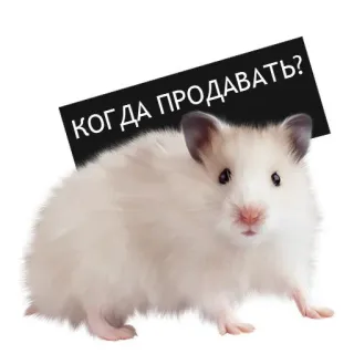 ❔ КОГДА ПРОДАВАТЬ? hamster, animal, question, text, russian telegram sticker