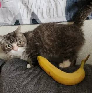 🌟 Banana Cat telegram sticker
