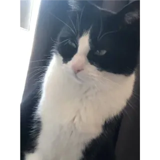 🙂 gato, animal, animal de estimação, animal doméstico, gato preto e branco, mamífero whatsapp sticker