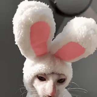 😠 Katze, Hase, Kostüm, Tier, Haustier, Ohren, süß telegram sticker